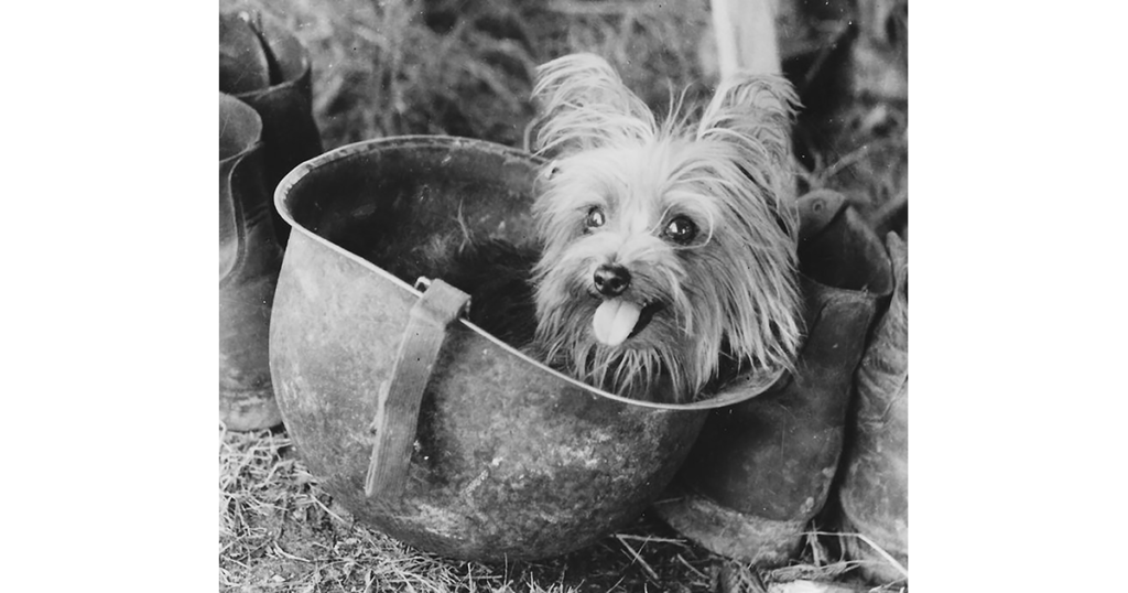 Small terrier dog peeks out of a metal pot, surrounded by boots.