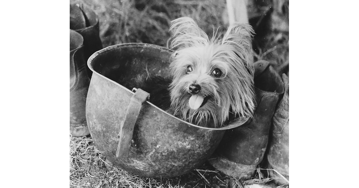 Small terrier dog peeks out of a metal pot, surrounded by boots.